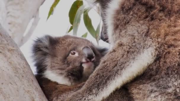 Koala joey och vuxen i träd — Stockvideo