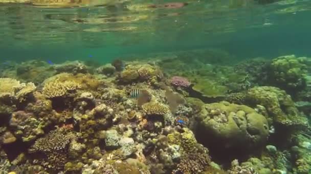 Ondiepe koraalrif bij restorff island — Stockvideo