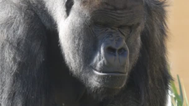 Kopf eines männlichen Gorillas — Stockvideo