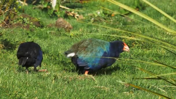 Takahe et pukeko se nourrissent ensemble — Video