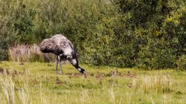 Emu se alimenta de grama — Vídeo de Stock