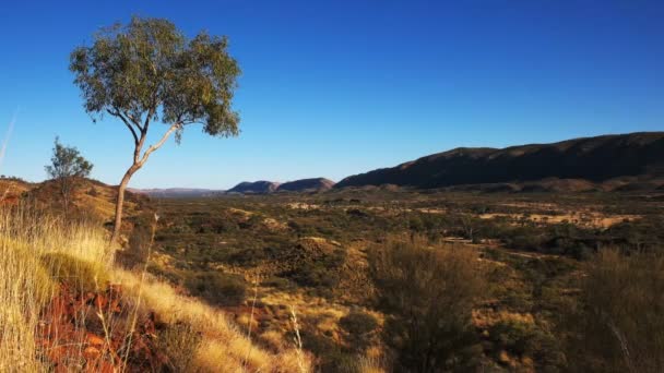 West macdonell ranges and gum tree — Stock Video