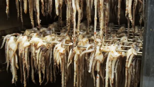 Chobotnice v továrnu na zpracování ryb — Stock video