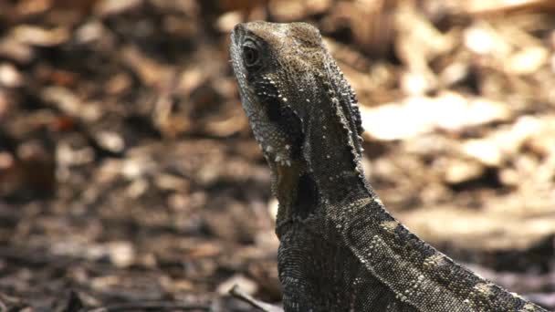 Australiska vatten dragon ödla — Stockvideo