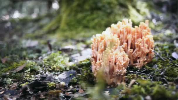 champignon rose inhabituel 