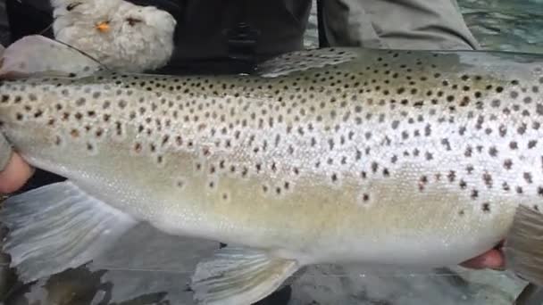 Brown trout prior to being released — Stock Video