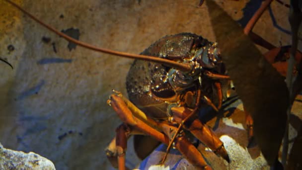 Crayfish duduk di akuarium — Stok Video