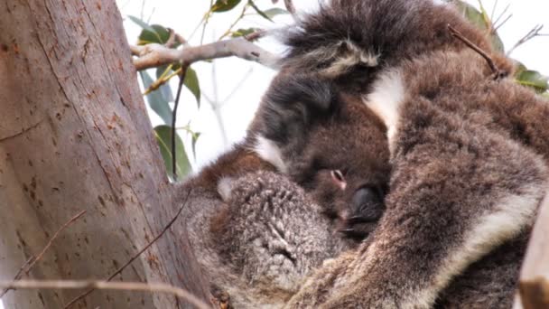 Koala joey przytula do bezpieczeństwa mama — Wideo stockowe