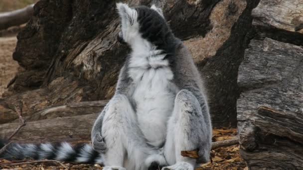 Lemur sits on the ground — Stock Video