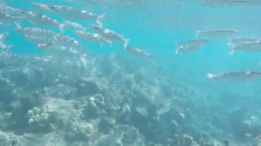  Kefal hanauma bay adlı yüzmek