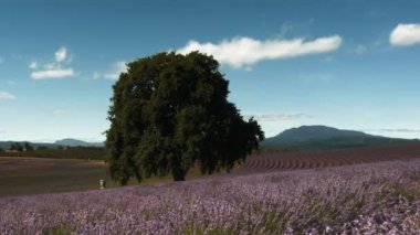 Lavanta çiçekleri ve meşe ağacı