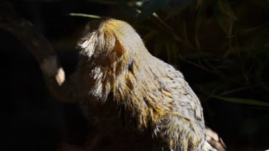 Pigme Marmoset 'i kapatın.