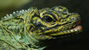 Filipin sailfin kertenkele başkanı