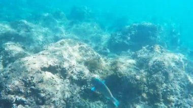 papağan balık yüzer resif üzerinde