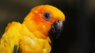 Güney Amerika güneş conure