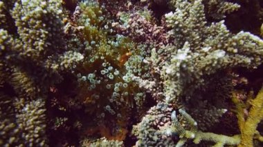 palyaço balığı gizle tentacles arasında