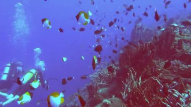 Küba dalgıçlar butterflyfish arasında yüzmek