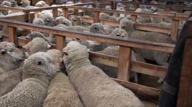 Merinos koyunu yoksun için bekleyen kalemler