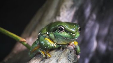 muhteşem ağaç kurbağası