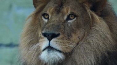 bir Hayvanat Bahçesi'nde erkek aslan