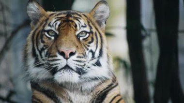 Esneme Sumatra kaplanı