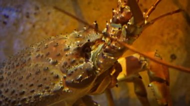 büyük Güney rock lobster