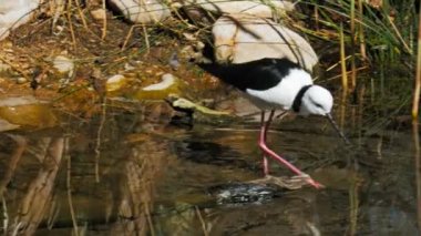 Alaca tepedeki bir tatlı su su birikintisi besleme