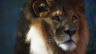 erkek Afrika aslanı