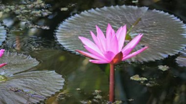 billabong bir nilüfer çiçekleri