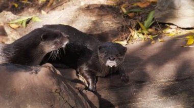 oryantal küçük pençeli su samuru