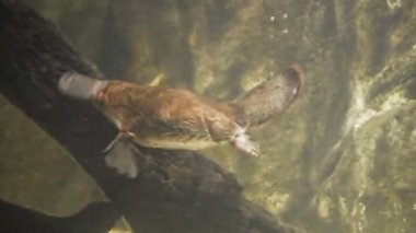 ördek gagalı platypus su altında yüzüyor