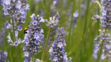 bir arı polen toplar