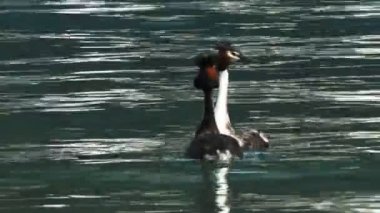 rebes bir Kur ritüel ekran yapmak