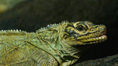 filipin yelken kertenkele