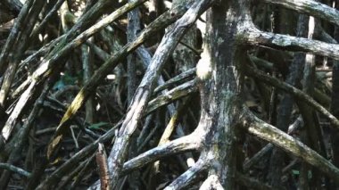 daintree milli park mangrov kökleri