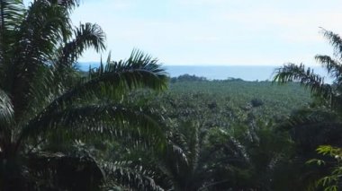 png palm yağı saç ekimi