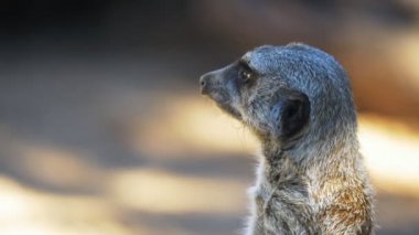 şirin Afrika çöl faresi