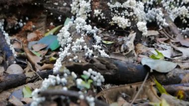 Ağaç üzerinde büyüyen peri Inkcap mantarlar