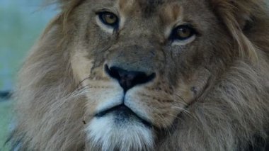 Hayvanat Bahçesi'nde Afrika aslanı