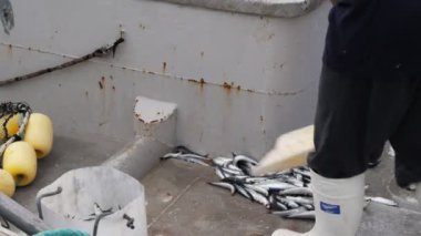 Balıkçılık Tekne tayfa