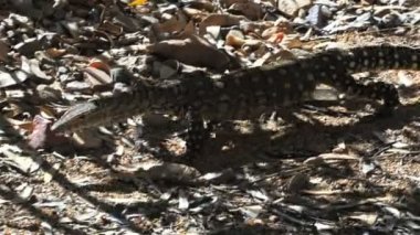 yürüyüş perentie kertenkele