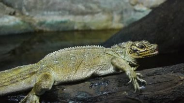 Filipin sailfin kertenkele bir oturum