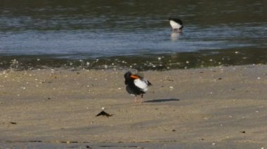 oystercatchers gıda için arama