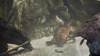 Platypus gıda için AVI