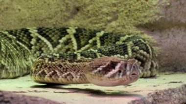 dilini flicking çıngıraklı yılan