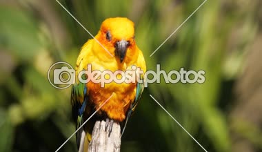 Güneş conure tünemiş bir ağaç kütüğü üzerinde