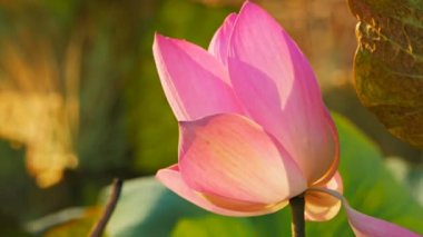 Kakadu büyüyen lotus lily