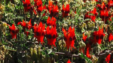 Kırmızı Başlat'ın çöl bezelye