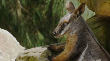 gölgede dinlenmek kanguru