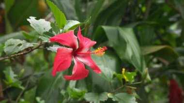 Kırmızı hibiscus tropikal çiçek 